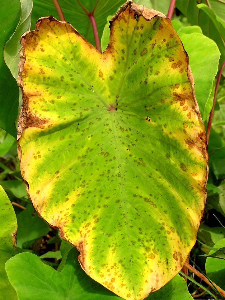 Cladosporium leaf spot on Taro leaf