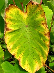 Cladosporium leaf spot on Taro leaf photo