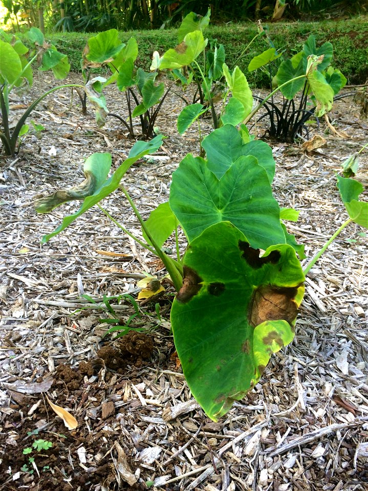 Host: Taro, kalo (Colocasia esculenta | Pathogen: Phytophthora colocasia
Read: www.ctahr.hawaii.edu/oc/freepubs/pdf/PD-71.pdf

Photograph by Megan Manley