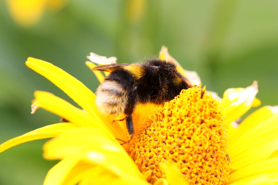 Nature bloom pollen