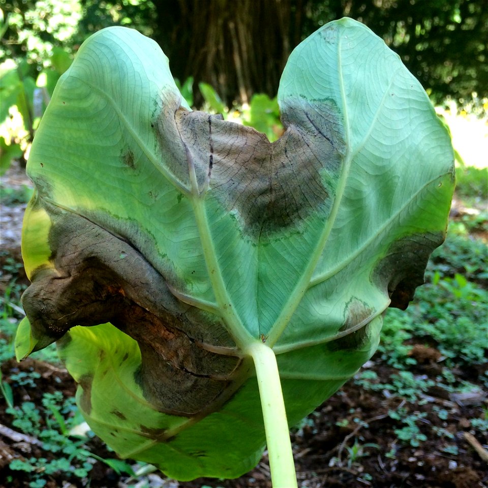 Host: Taro, kalo (Colocasia esculenta | Pathogen: Phytophthora colocasia
Read: www.ctahr.hawaii.edu/oc/freepubs/pdf/PD-71.pdf

Photograph by Megan Manley