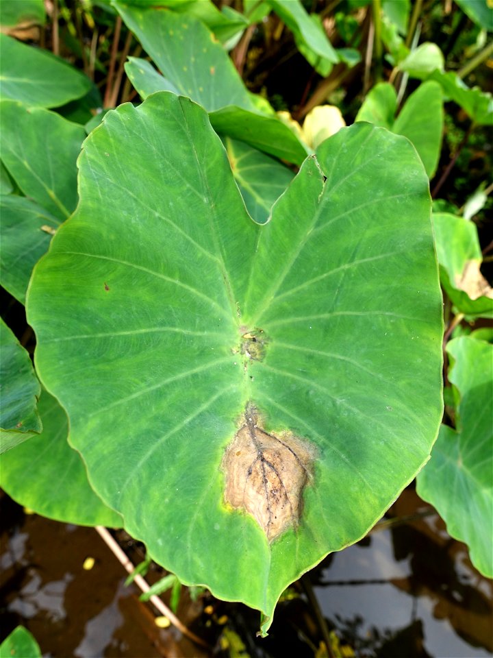 Host: Colocasia esculenta
Pathogen: Phytophthora colocasiae         

Read: www.ctahr.hawaii.edu/oc/freepubs/pdf/PD-71.pdf