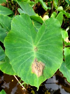 Host: Colocasia esculenta Pathogen: Phytophthora colocasiae Read: www.ctahr.hawaii.edu/oc/freepubs/pdf/PD-71.pdf photo