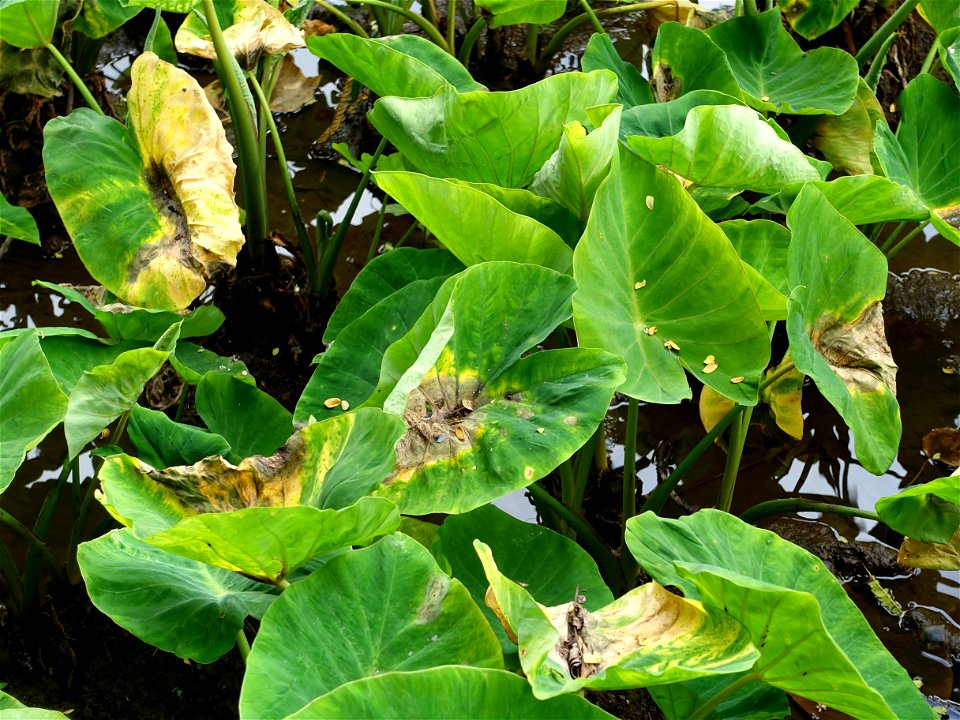 Host: Colocasia esculenta
Pathogen: Phytophthora colocasiae         

Read: www.ctahr.hawaii.edu/oc/freepubs/pdf/PD-71.pdf