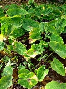 Host: Colocasia esculenta Pathogen: Phytophthora colocasiae Read: www.ctahr.hawaii.edu/oc/freepubs/pdf/PD-71.pdf photo