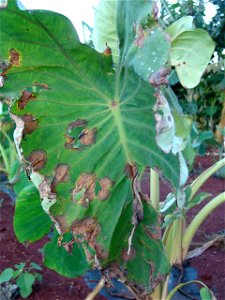Taro leaf blight caused by Phytophthora colocasiae