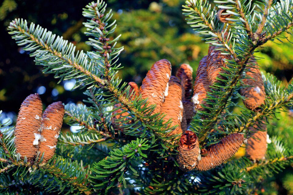 Close up green pine needles