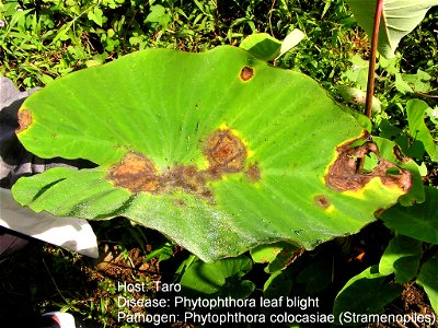 Taro leaf blight caused by Phytophthora colocasia.