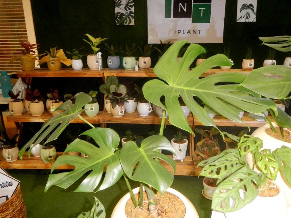 Plants of the Philippines