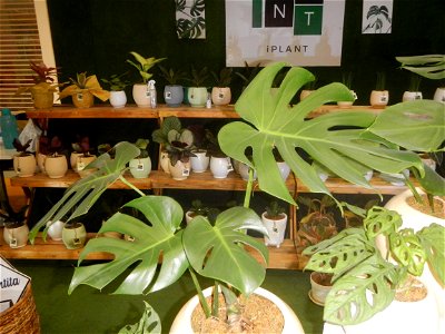 Plants of the Philippines