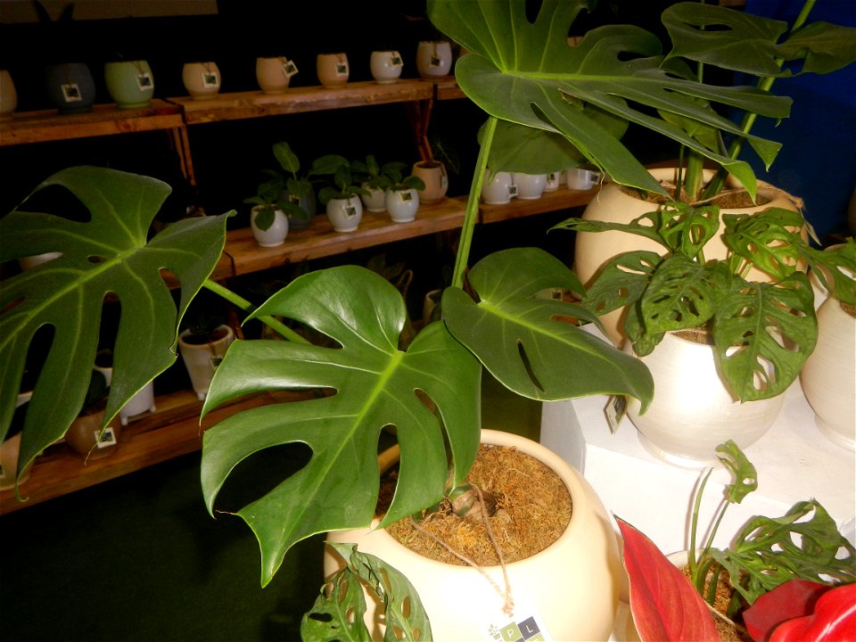 Plants of the Philippines