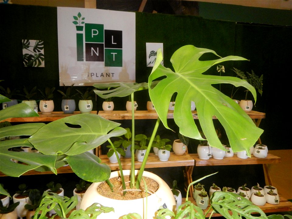 Plants of the Philippines