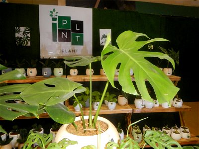 Plants of the Philippines