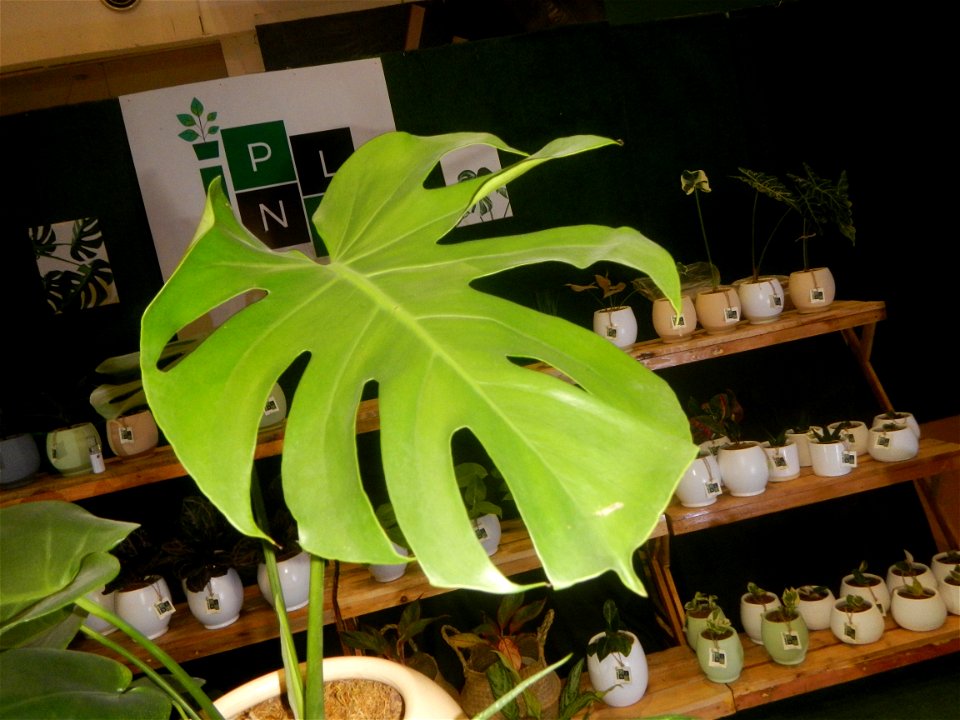 Plants of the Philippines