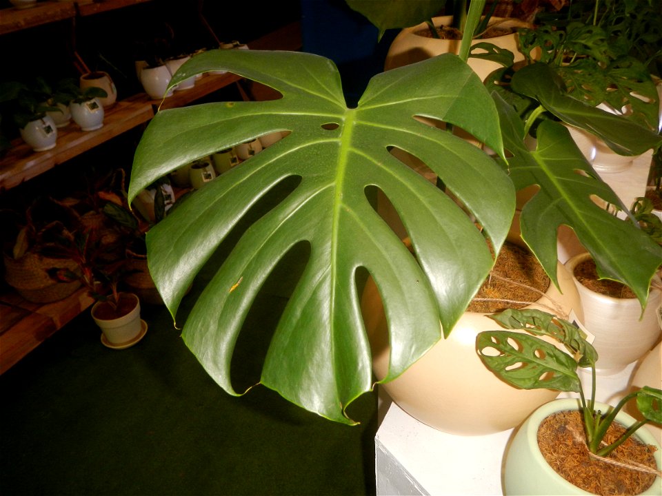 Plants of the Philippines