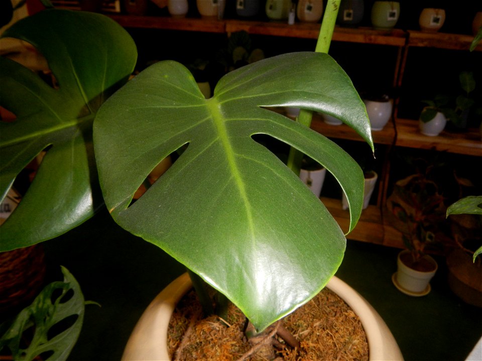 Plants of the Philippines