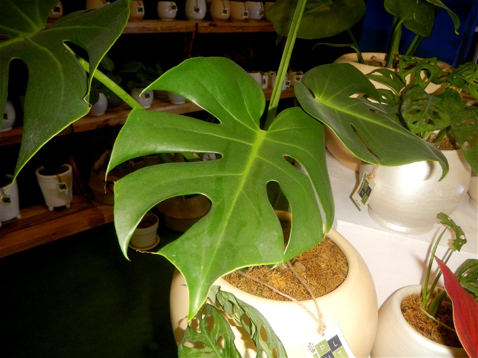 Plants of the Philippines