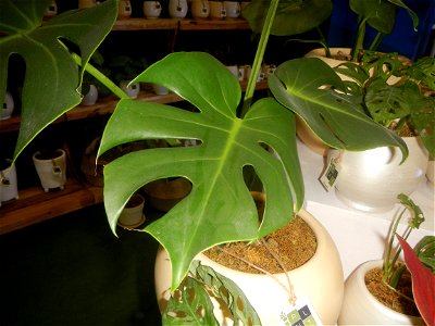 Plants of the Philippines
