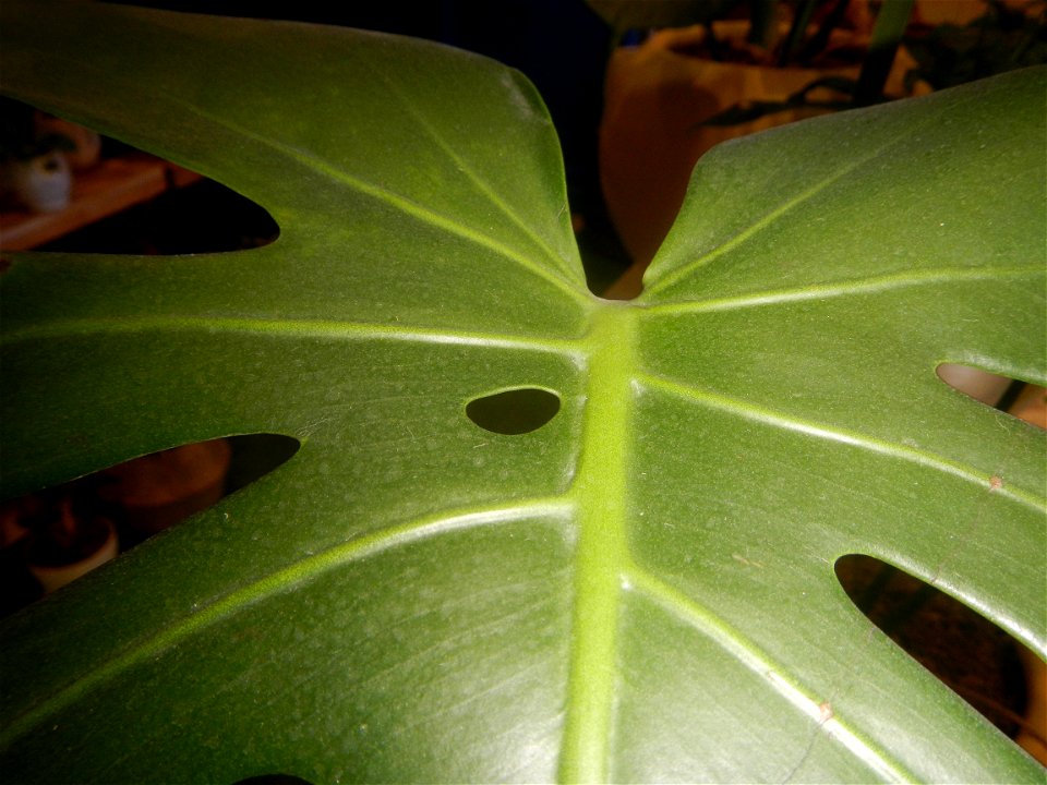 Plants of the Philippines