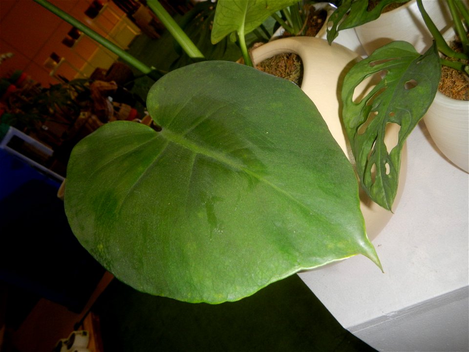 Plants of the Philippines