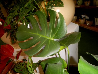 Plants of the Philippines