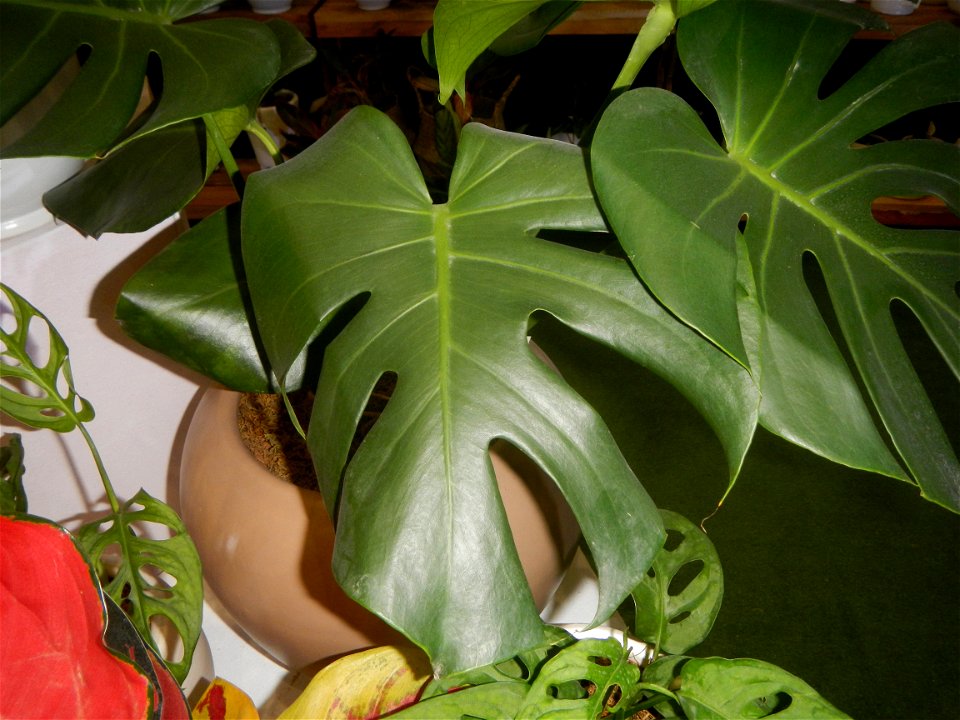 Plants of the Philippines