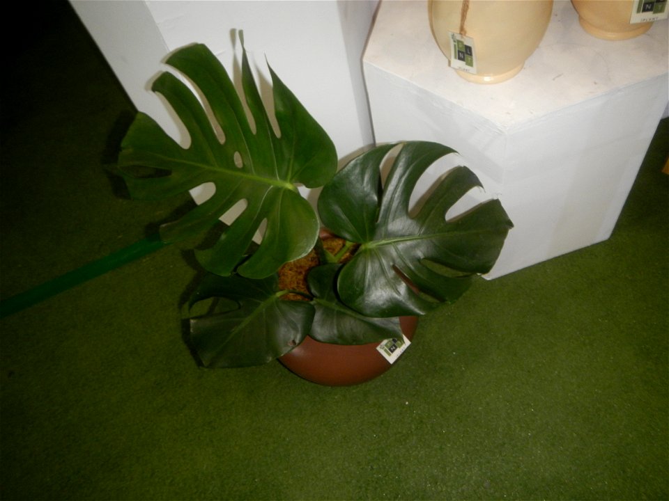 Plants of the Philippines