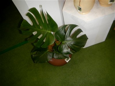 Plants of the Philippines