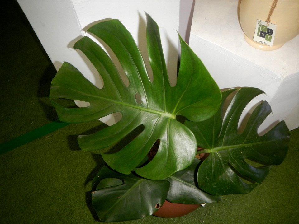 Plants of the Philippines