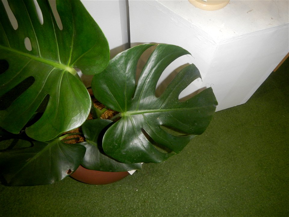 Plants of the Philippines
