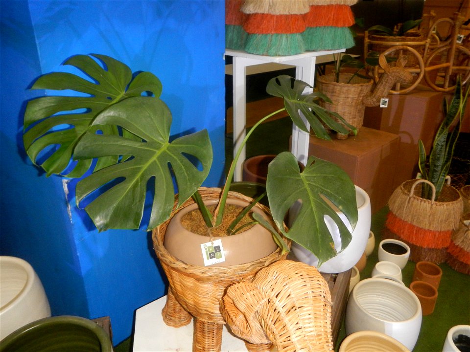 Plants of the Philippines