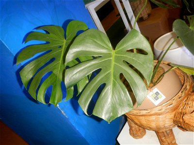 Plants of the Philippines