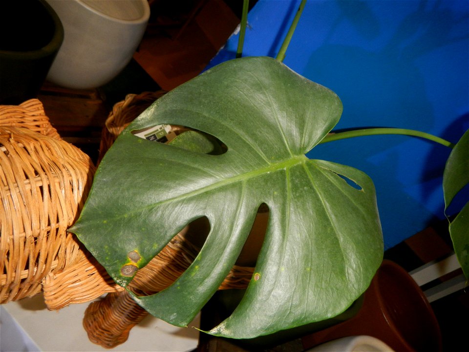 Plants of the Philippines