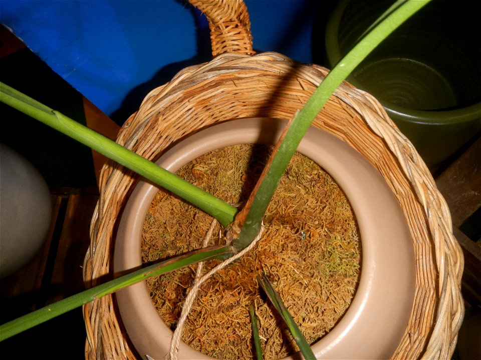 Plants of the Philippines