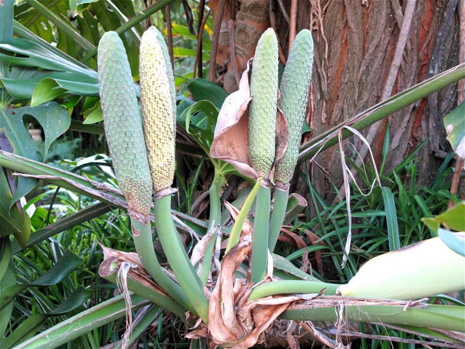 Fruit of Monstera deliciosa in the garden of Val-Rameh in Menton (Alpes-Maritimes, France)