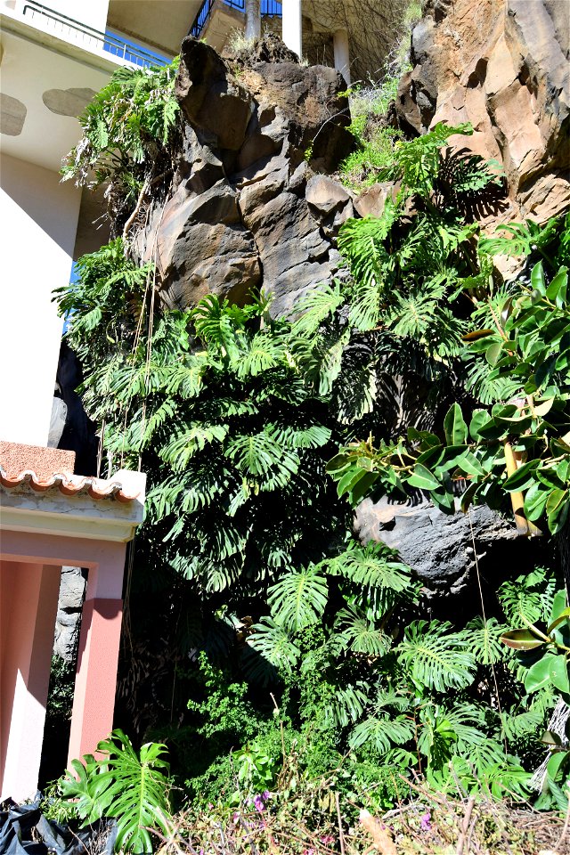 <a href="https://en.wikipedia.org/wiki/Monstera_deliciosa" rel="noreferrer nofollow">en.wikipedia.org/wiki/Monstera_deliciosa</a>