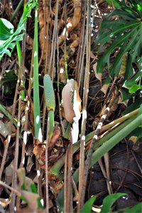 <a href="https://en.wikipedia.org/wiki/Monstera_deliciosa" rel="noreferrer nofollow">en.wikipedia.org/wiki/Monstera_deliciosa</a>