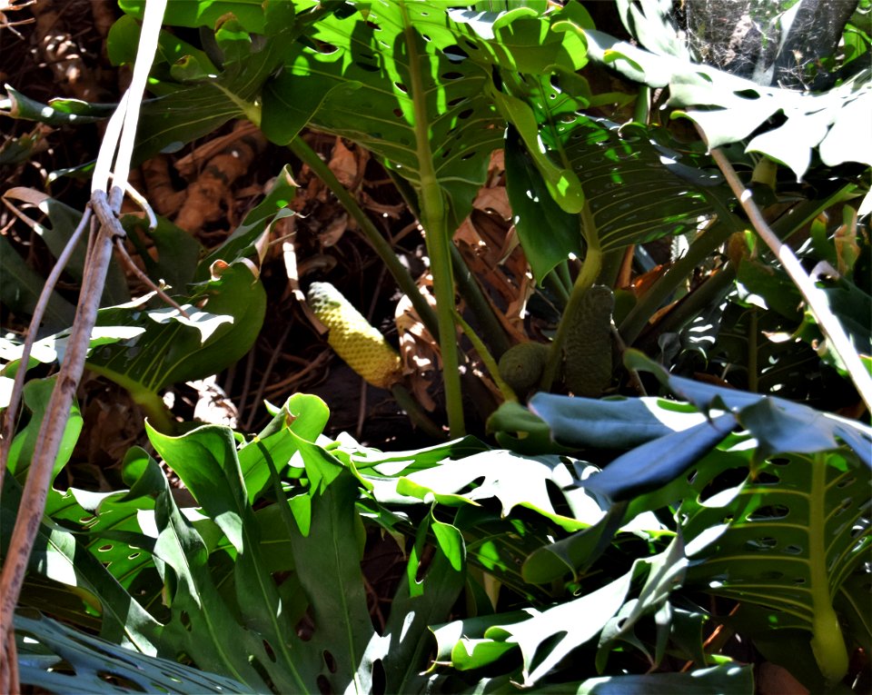 <a href="https://en.wikipedia.org/wiki/Monstera_deliciosa" rel="noreferrer nofollow">en.wikipedia.org/wiki/Monstera_deliciosa</a>