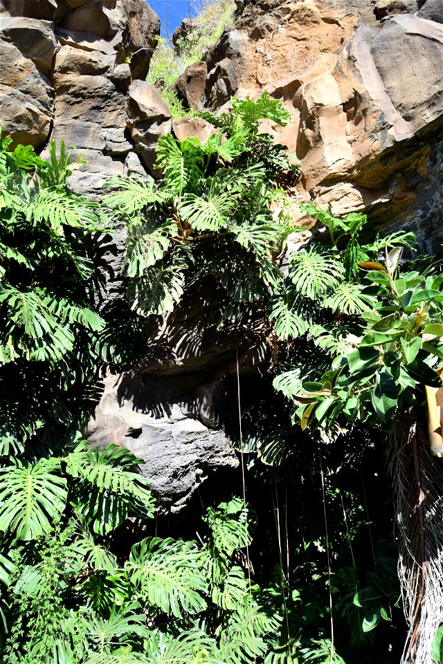 <a href="https://en.wikipedia.org/wiki/Monstera_deliciosa" rel="noreferrer nofollow">en.wikipedia.org/wiki/Monstera_deliciosa</a>