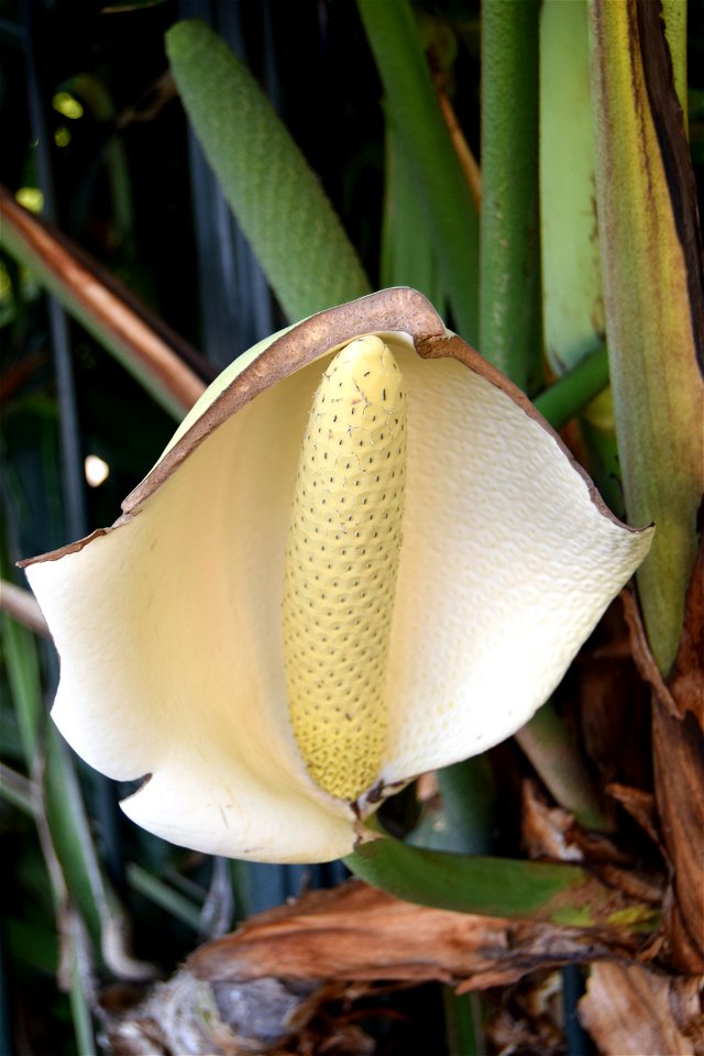 <a href="https://en.wikipedia.org/wiki/Monstera_deliciosa" rel="nofollow">en.wikipedia.org/wiki/Monstera_deliciosa</a>