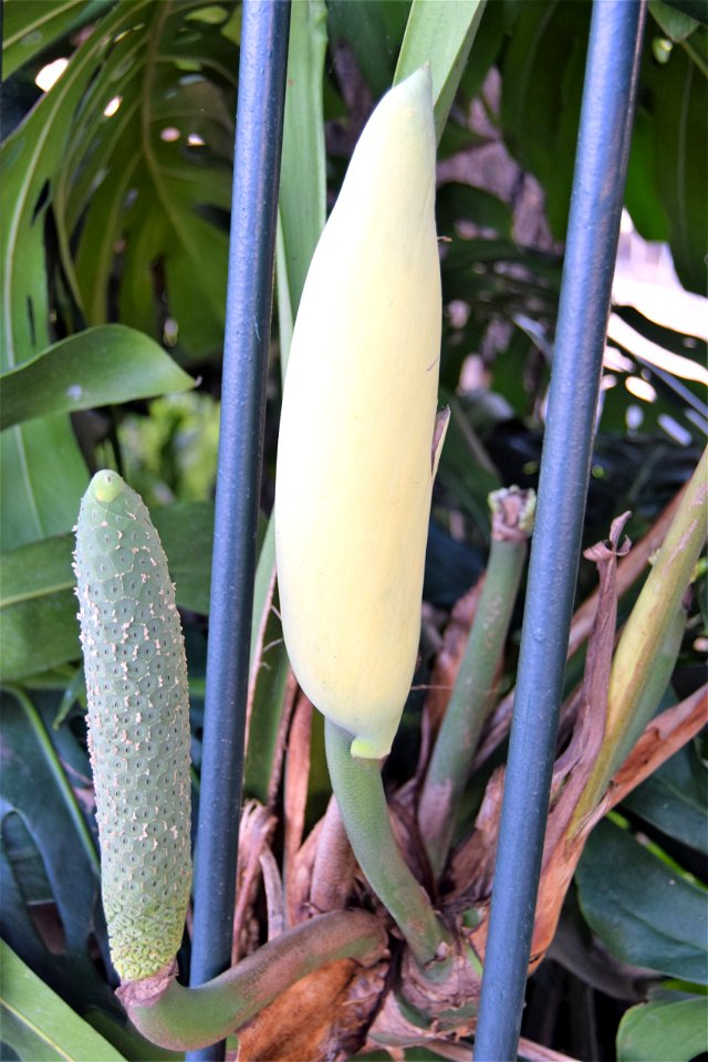 <a href="https://en.wikipedia.org/wiki/Monstera_deliciosa" rel="nofollow">en.wikipedia.org/wiki/Monstera_deliciosa</a>