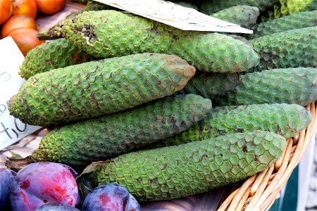 <a href="https://en.wikipedia.org/wiki/Monstera_deliciosa" rel="nofollow">en.wikipedia.org/wiki/Monstera_deliciosa</a>