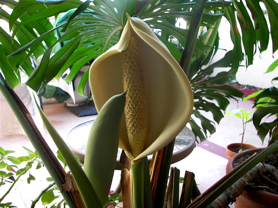 flower that recently opened
