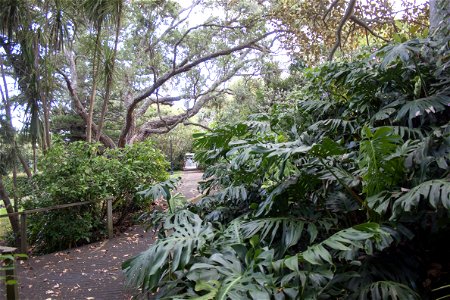 Monstera deliciosa, Parnell, Auckland photo