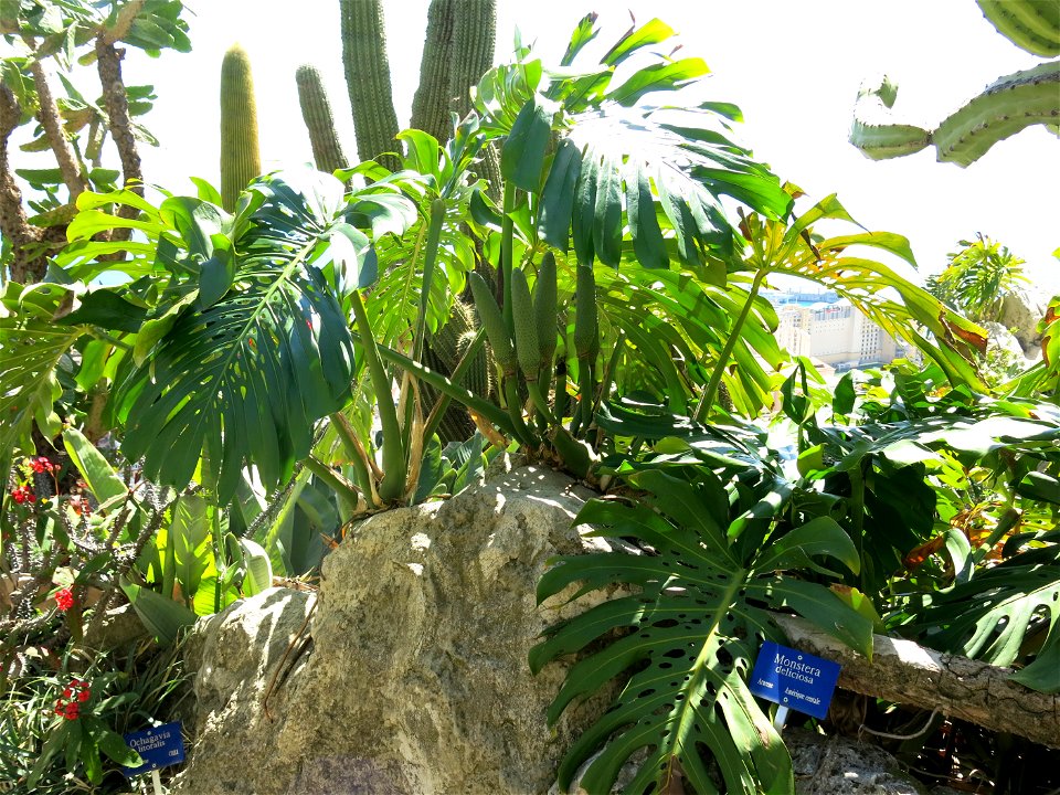 Monstera deliciosa in the exotic garden of Monaco. Identified by its botanic label.
Français :  Monstera deliciosa au jardin exotique de Monaco. Identifié par son étiquette botanique.