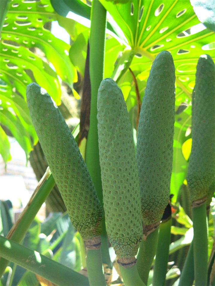 Fruits of Monstera deliciosa in the exotic garden of Monaco. Identified by its botanic label.
Français :  Fruits de Monstera deliciosa au jardin exotique de Monaco. Identifié par son étiquett