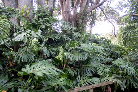 Monstera deliciosa, Parnell, Auckland photo