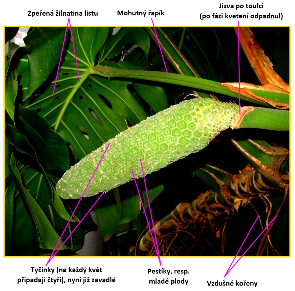 Charakteristické rysy árónovitých (list, mladé plodenství) předvedené na monsteře (Monstera deliciosa). Fotografováno 23. 5. 2008 v Botanické zahradě Liberec.