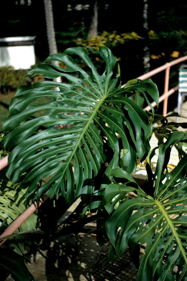 Monstera deliciosa