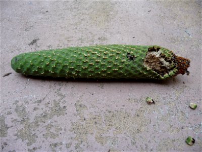 monstera fruit, 7 months old, unripe
